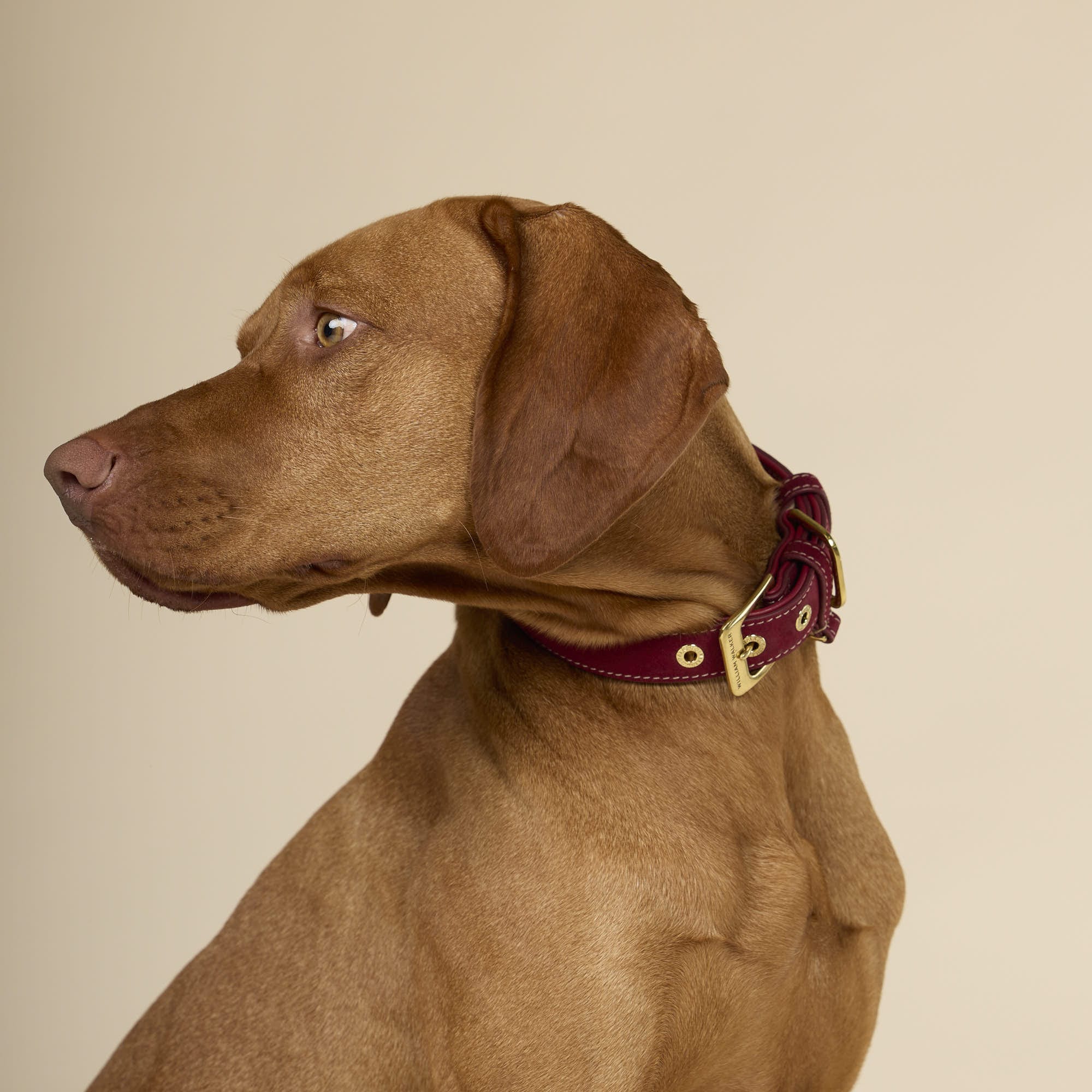 Suède halsband Lambrusco (Bordeauxrood) - Image 7