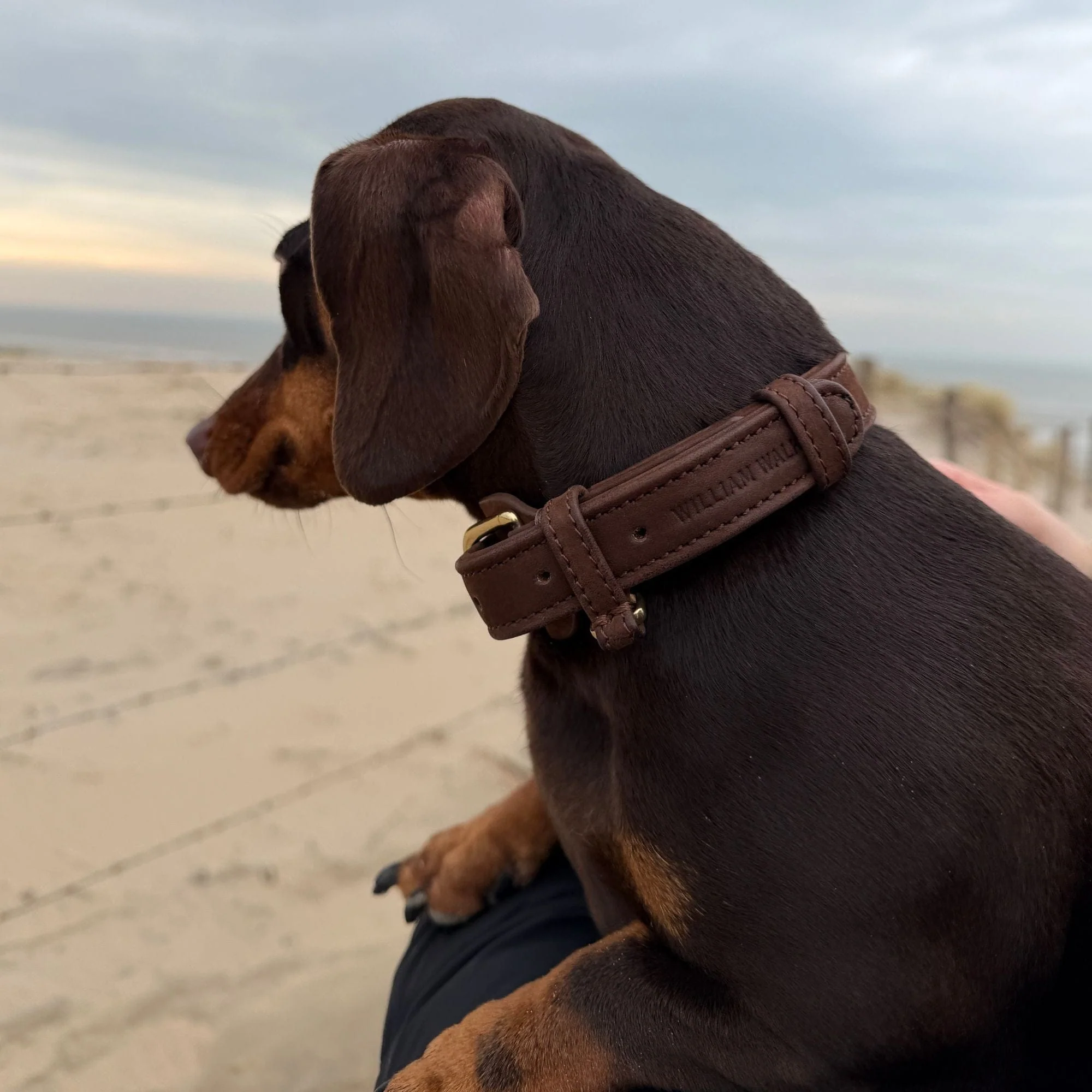 Halsband uit waterafstotend nubuckleer - Image 22